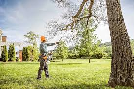 Professional  Tree Services in Montclair, VA