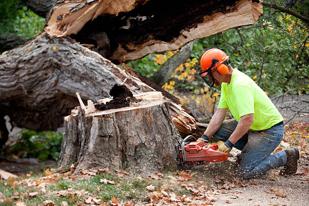 How Our Tree Care Process Works  in  Montclair, VA